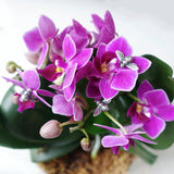 Honey Bee Silver Studs